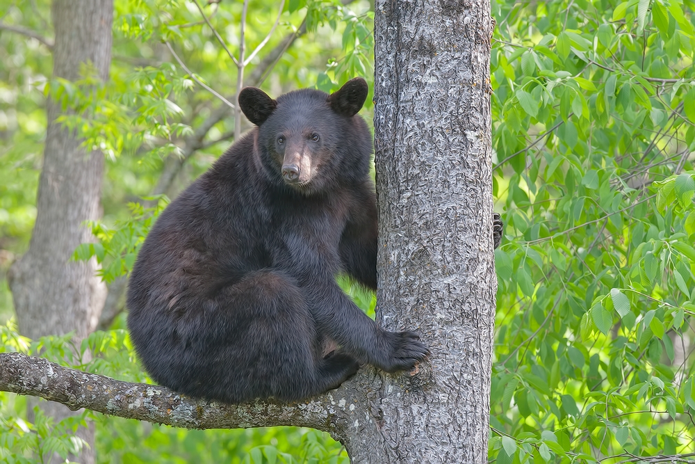 Black Bear, Shute Wildlife Sanctuary, Near Orr, Minnesota