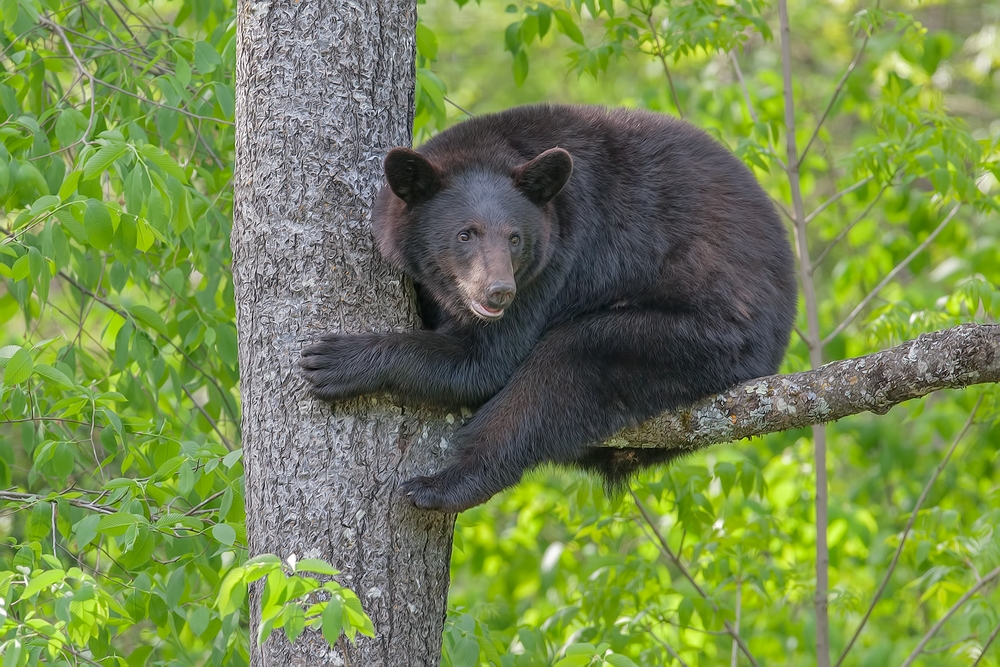 Black Bear, Shute Wildlife Sanctuary, Near Orr, Minnesota