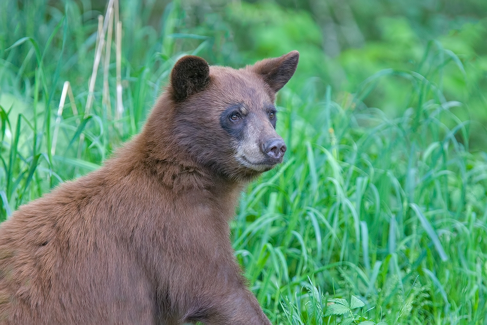 Black Bear, Shute Wildlife Sanctuary, Near Orr, Minnesota