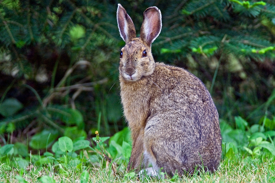 Jack Rabbit, Highway #23, Near Buyck, Minnesota