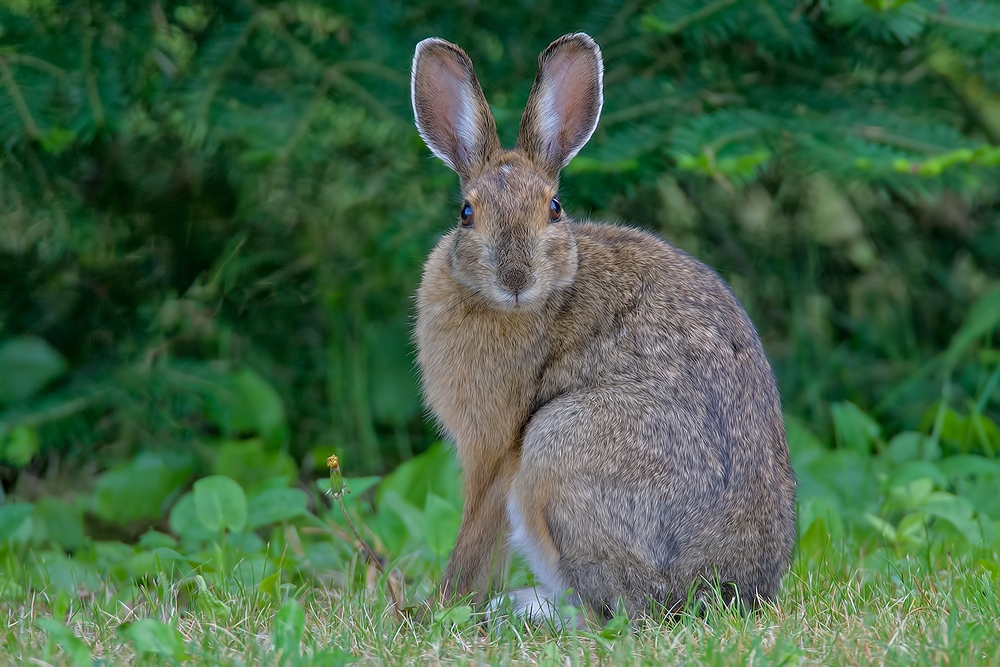 White-Tailed Jack Rabbit, Highway 23, Near Buyck, Minnesota