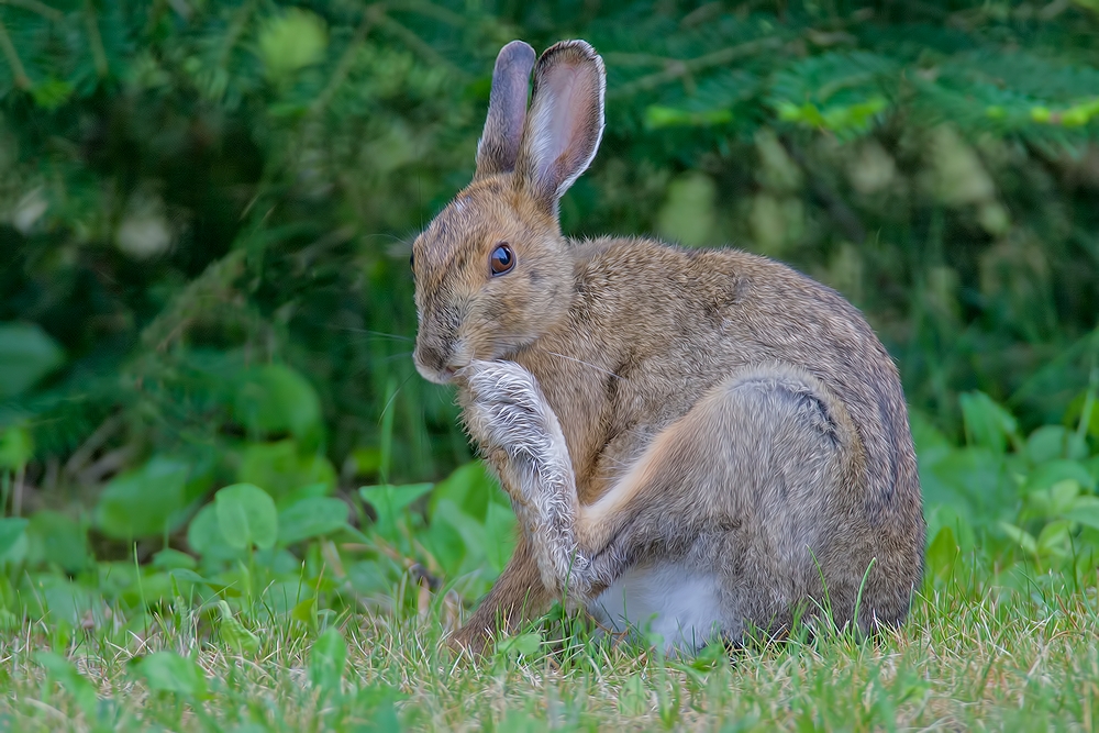 White-Tailed Jack Rabbit, Highway 23, Near Buyck, Minnesota