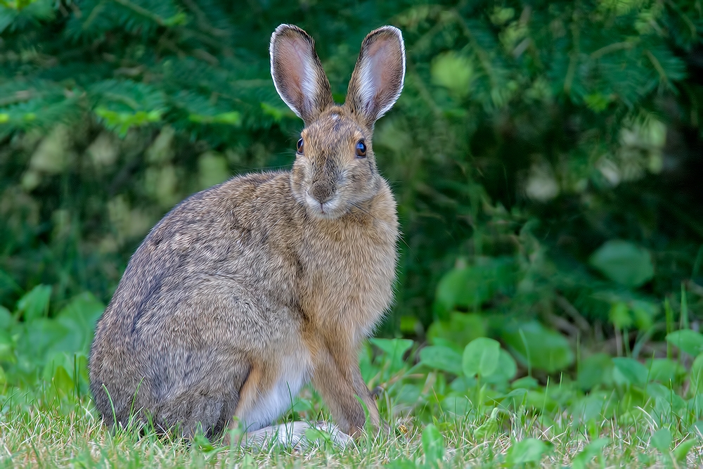 White-Tailed Jack Rabbit, Highway 23, Near Buyck, Minnesota