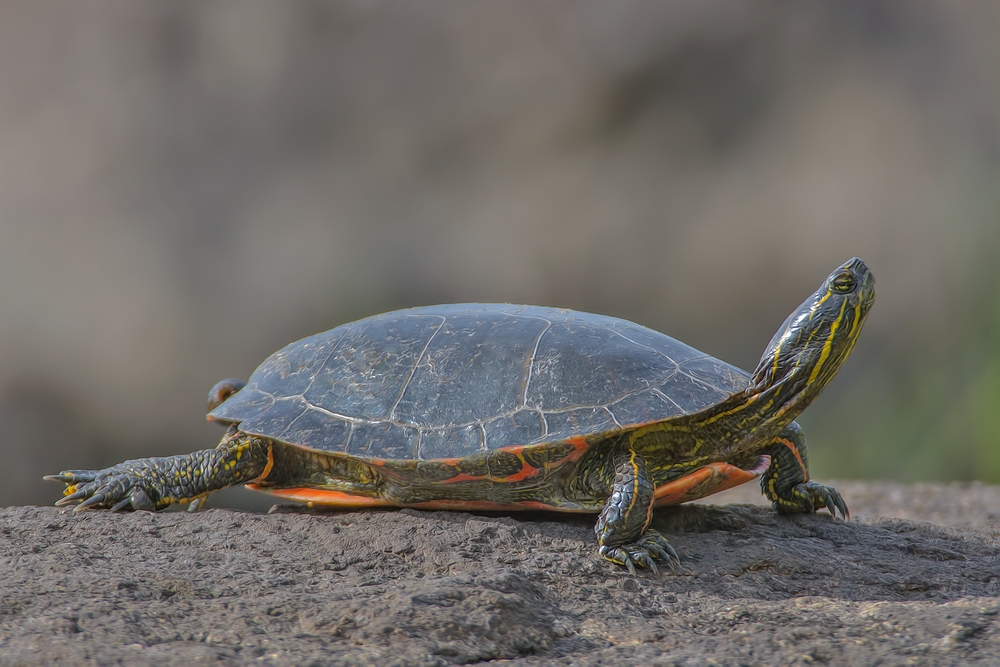 Painted Turtle, Back Road, Near Orr, Minnesota