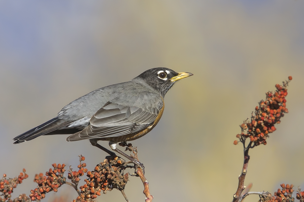 American Robin, Bella Vista Road, Vernon, British Columbia