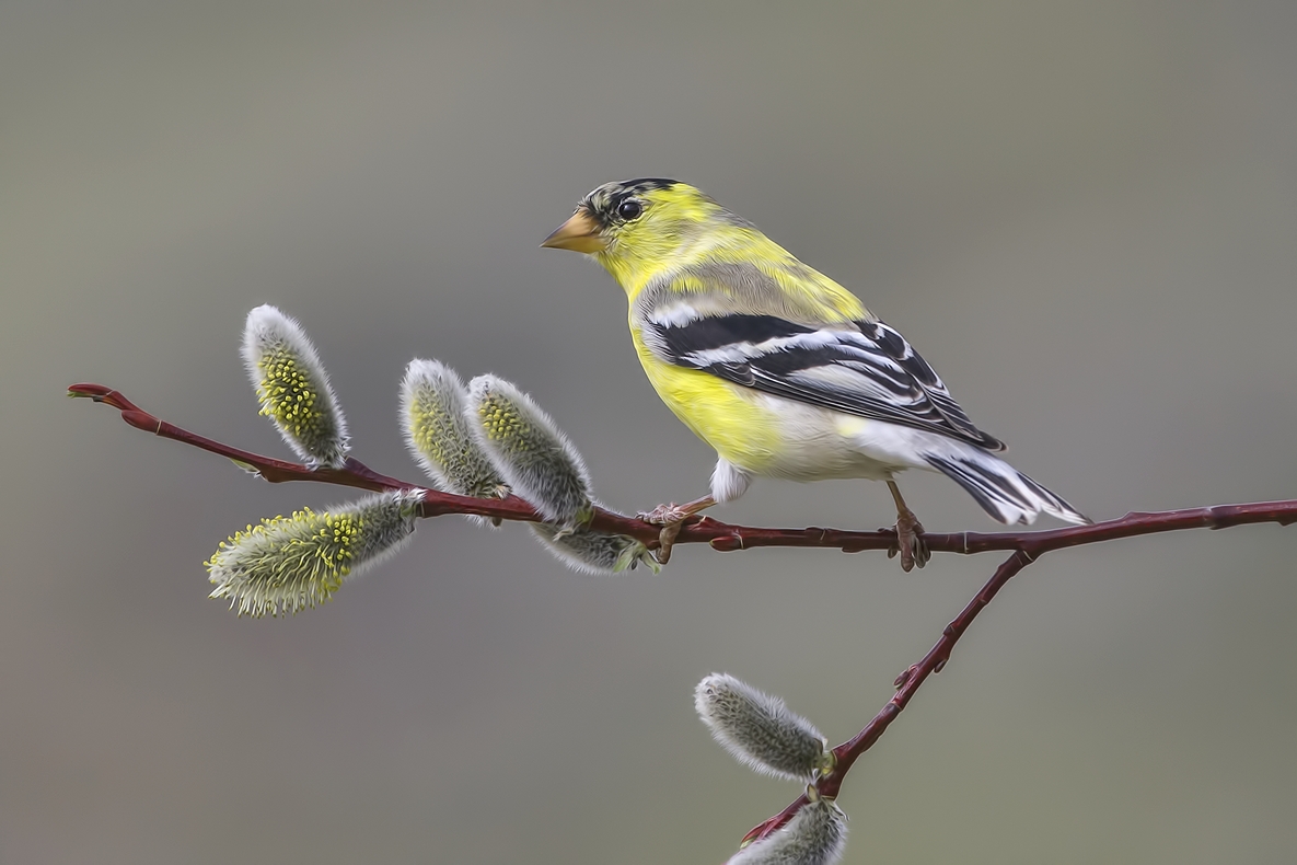 American Goldfinch (Juvenile), Bella Vista Road, Vernon, British Columbia