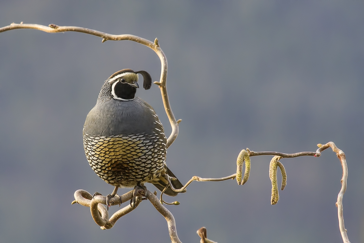 California Quail (Male), Bella Vista Road, Vernon, British Columbia