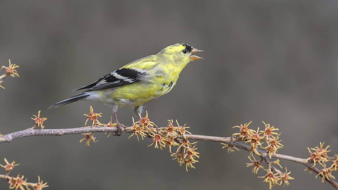 American Goldfinch (Juvenile), Bella Vista Road, Vernon, British Columbia