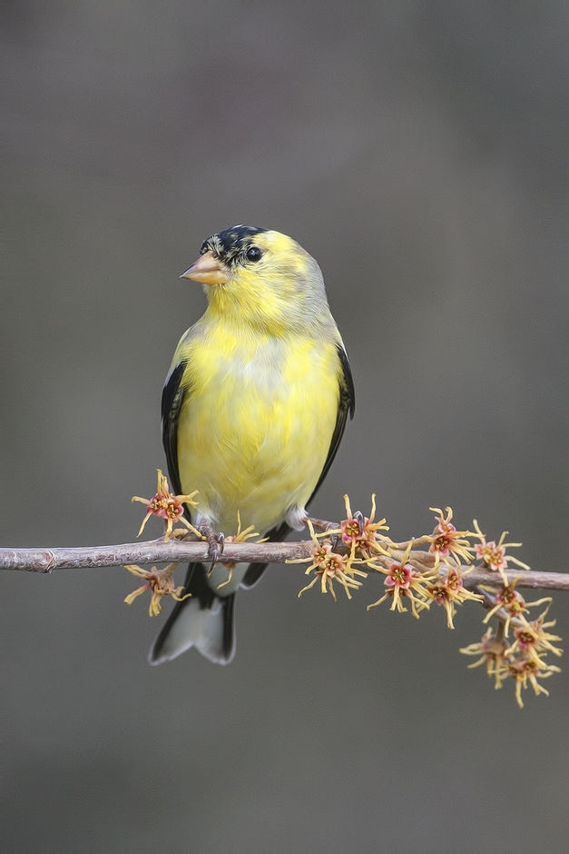 American Goldfinch (Juvenile), Bella Vista Road, Vernon, British Columbia