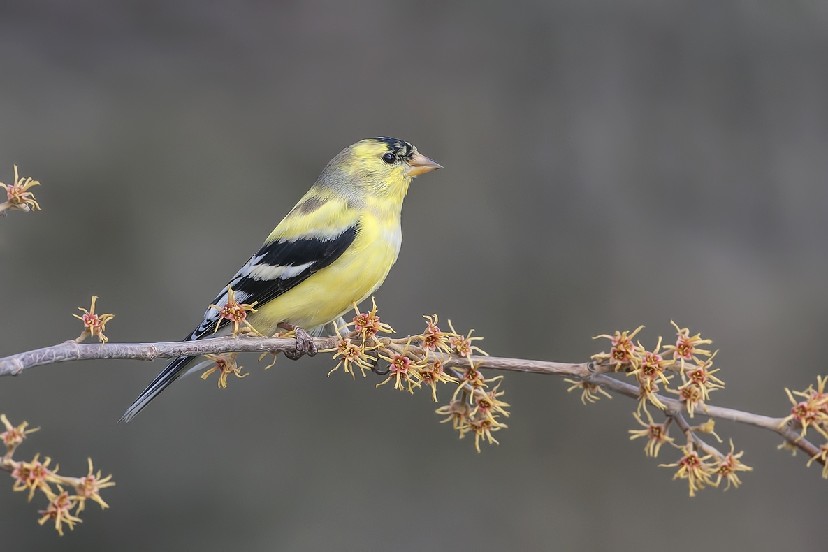 American Goldfinch (Juvenile), Bella Vista Road, Vernon, British Columbia