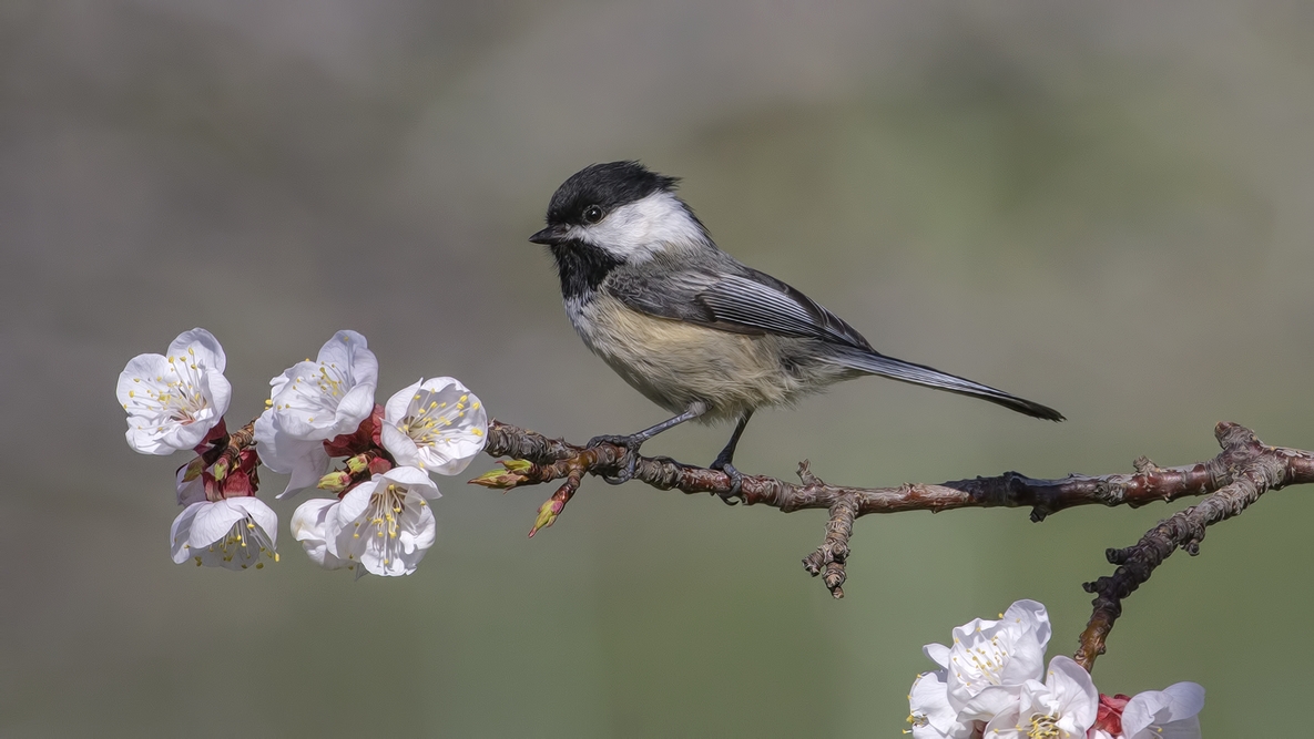 Black-Capped Chickadee, Bella Vista Road, Vernon, British Columbia