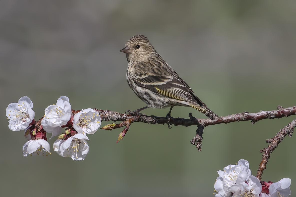 Pine Siskin, Bella Vista Road, Vernon, British Columbia