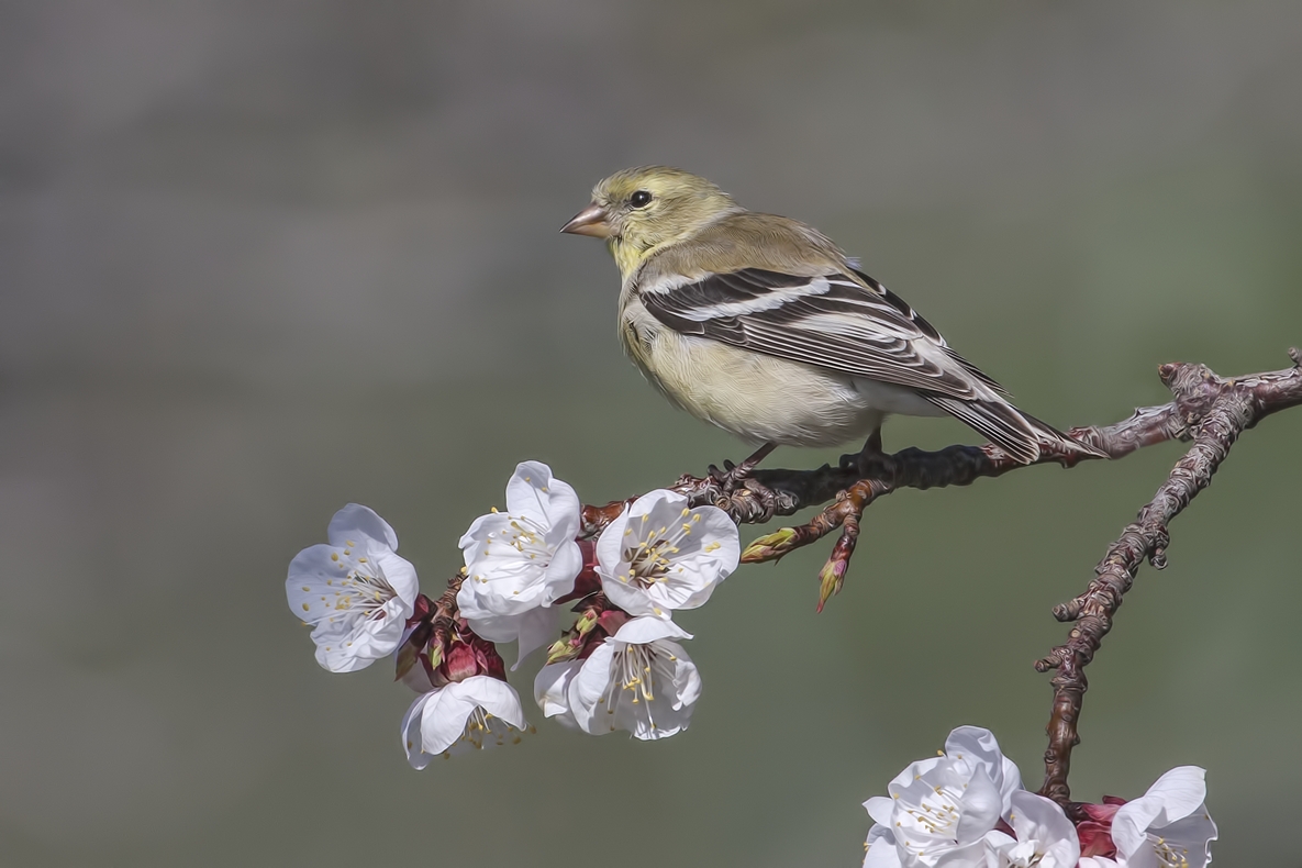 American Goldfinch (Female), Bella Vista Road, Vernon, British Columbia