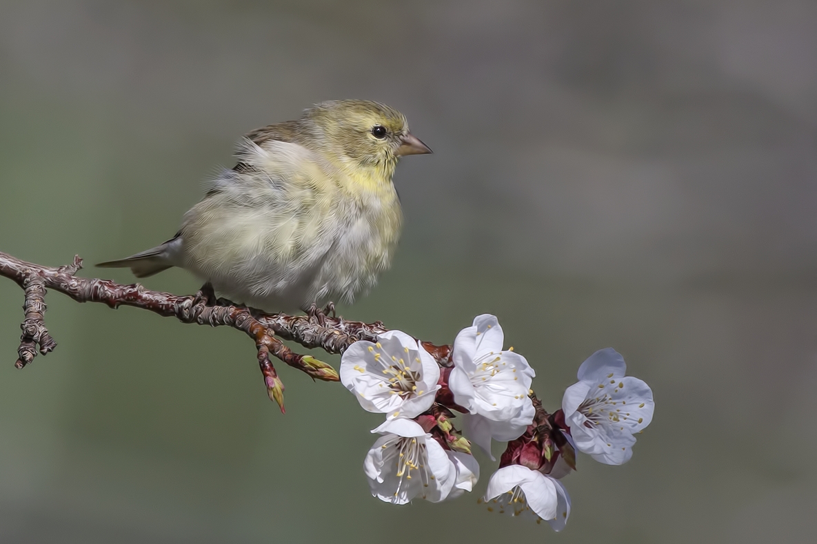 American Goldfinch (Juvenile), Bella Vista Road, Vernon, British Columbia