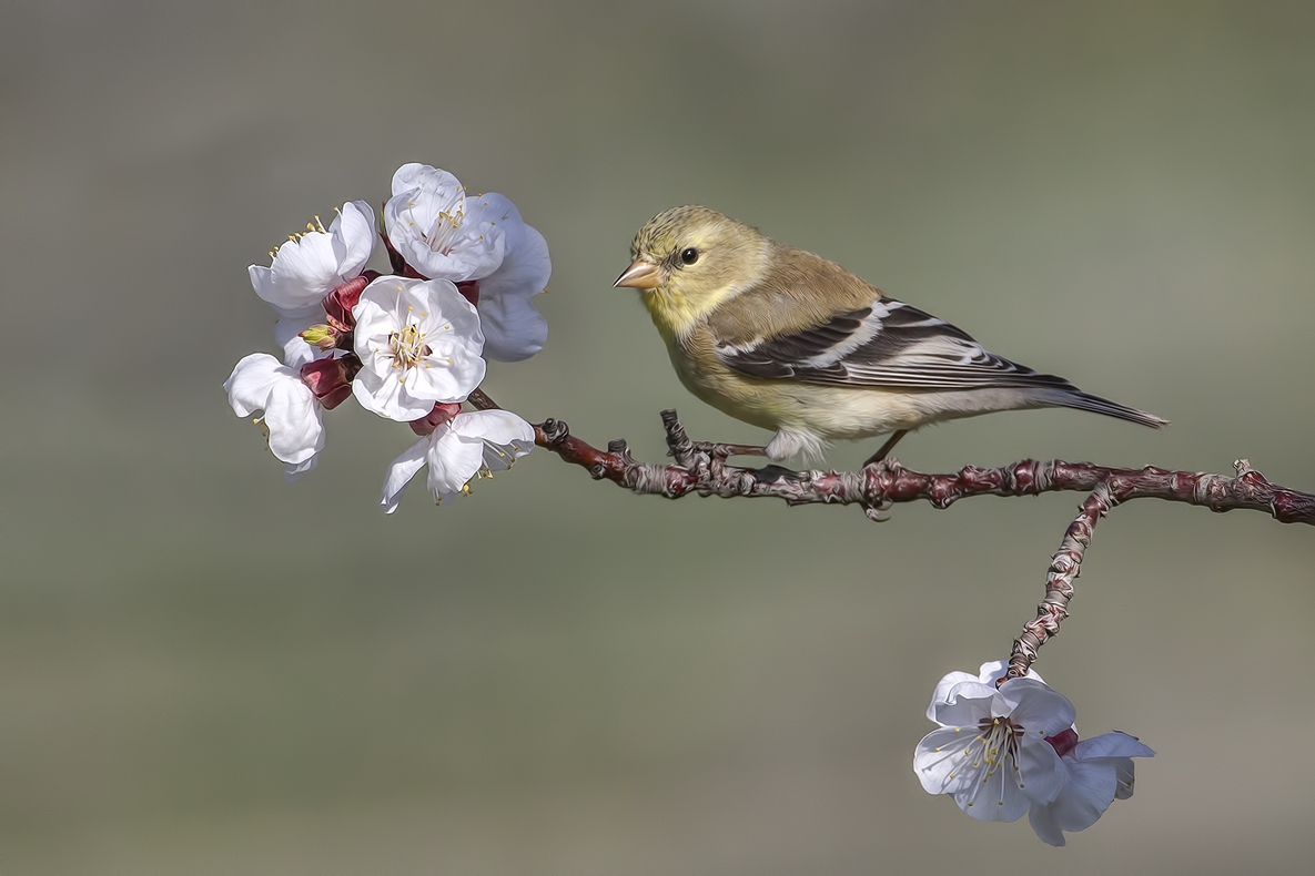 American Goldfinch (Female), Bella Vista Road, Vernon, British Columbia