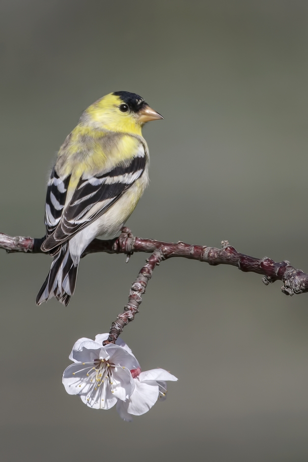 American Goldfinch (Male), Bella Vista Road, Vernon, British Columbia