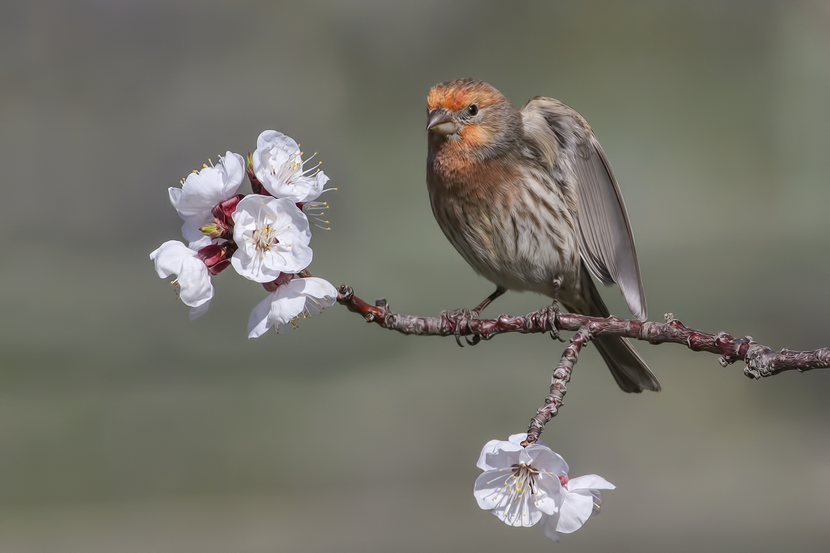 House Finch (Male), Bella Vista Road, Vernon, British Columbia