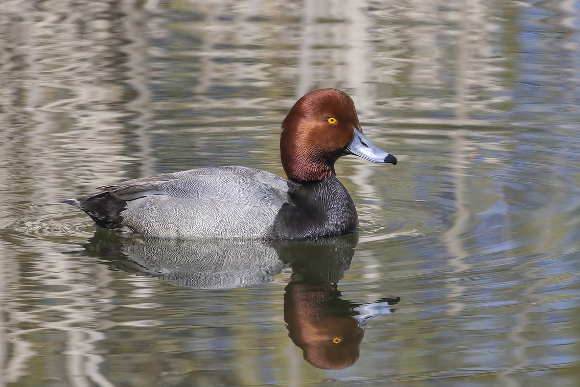 Redhead (Male), Cool's Pond, Vernon, British Columbia