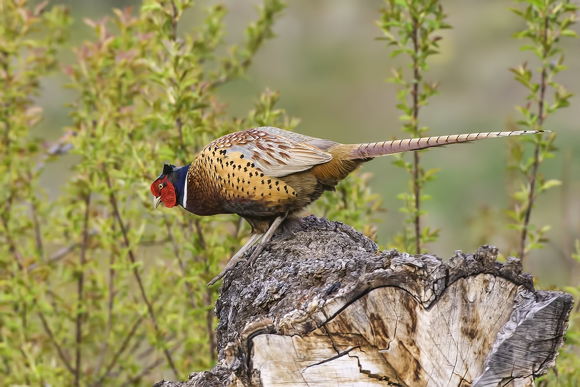 Ring-Necked Pheasant (Male), Bella Vista Road, Vernon, British Columbia