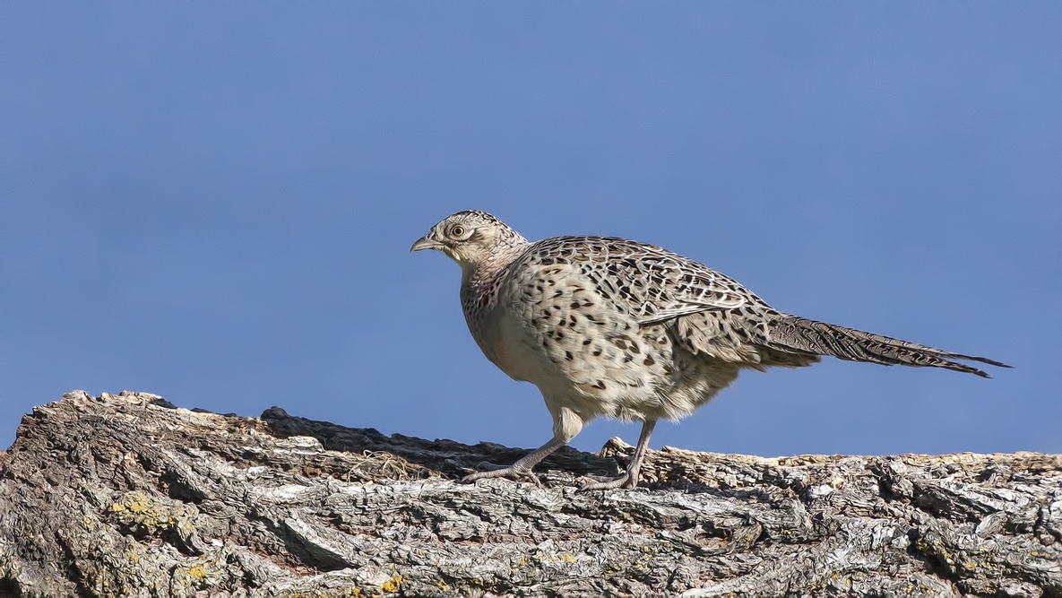 Ring-Necked Pheasant (Female), Bella Vista Road, Vernon, British Columbia