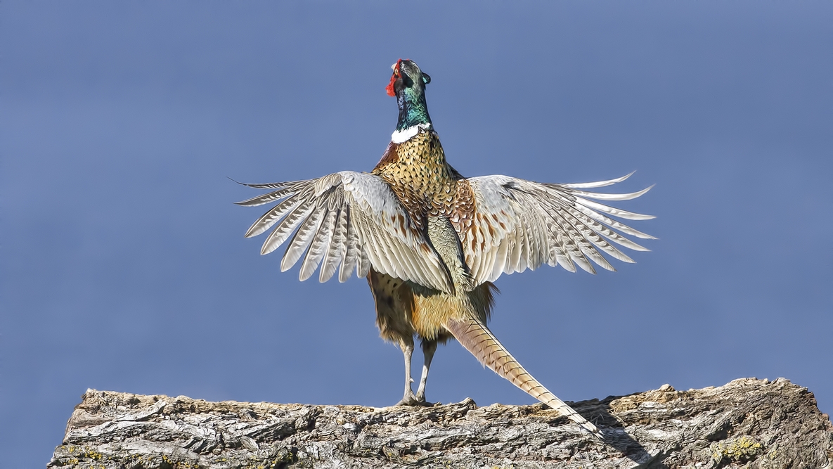 Ring-Necked Pheasant (Male), Bella Vista Road, Vernon, British Columbia