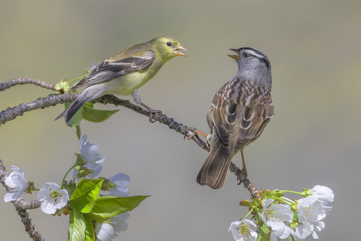 American Goldfinch and White-Crowned Sparrow, Bella Vista Road, Vernon, British Columbia