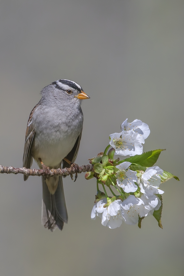 White-Crowned Sparrow, Bella Vista Road, Vernon, British Columbia