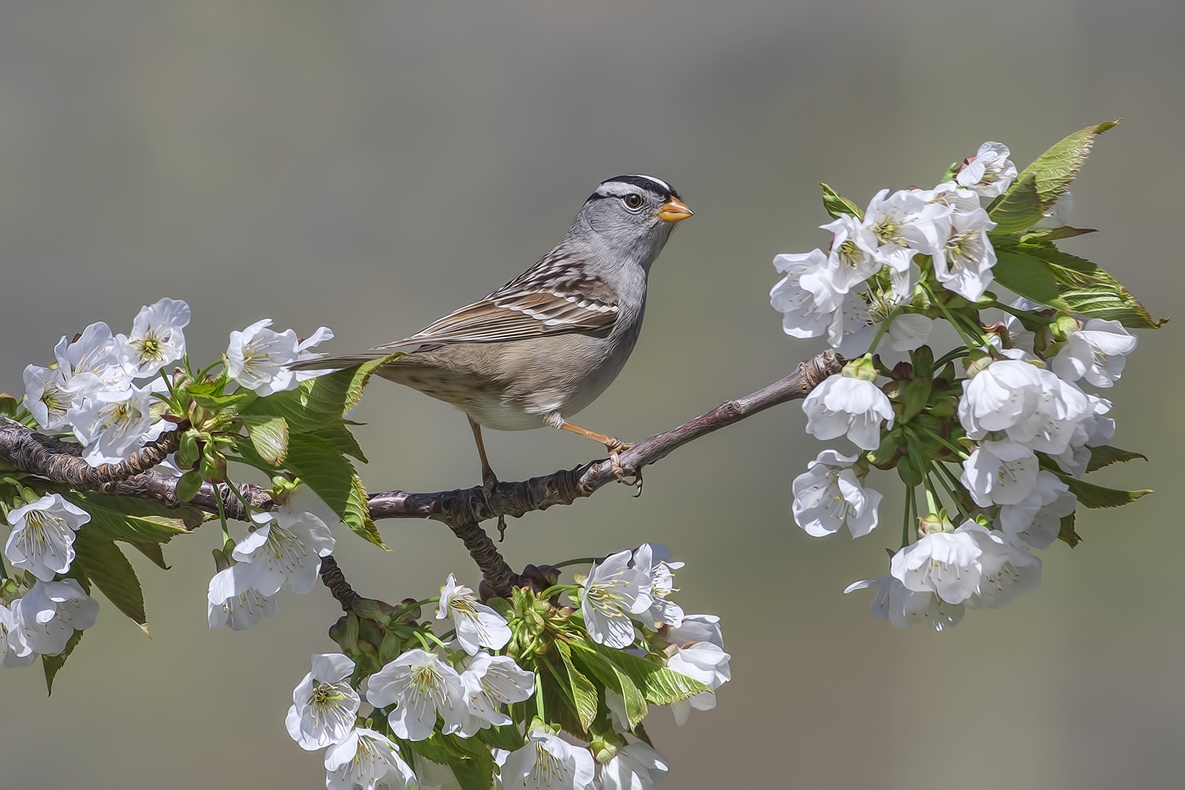 White-Crowned Sparrow, Bella Vista Road, Vernon, British Columbia