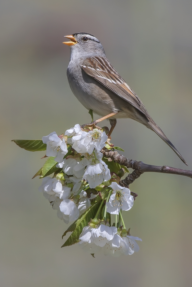 White-Crowned Sparrow, Bella Vista Road, Vernon, British Columbia