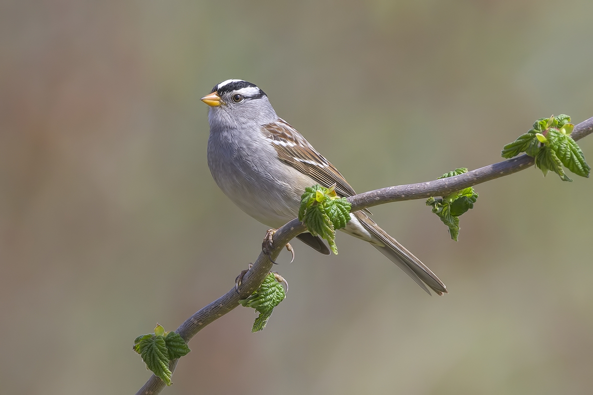 White-Crowned Sparrow, Bella Vista Road, Vernon, British Columbia