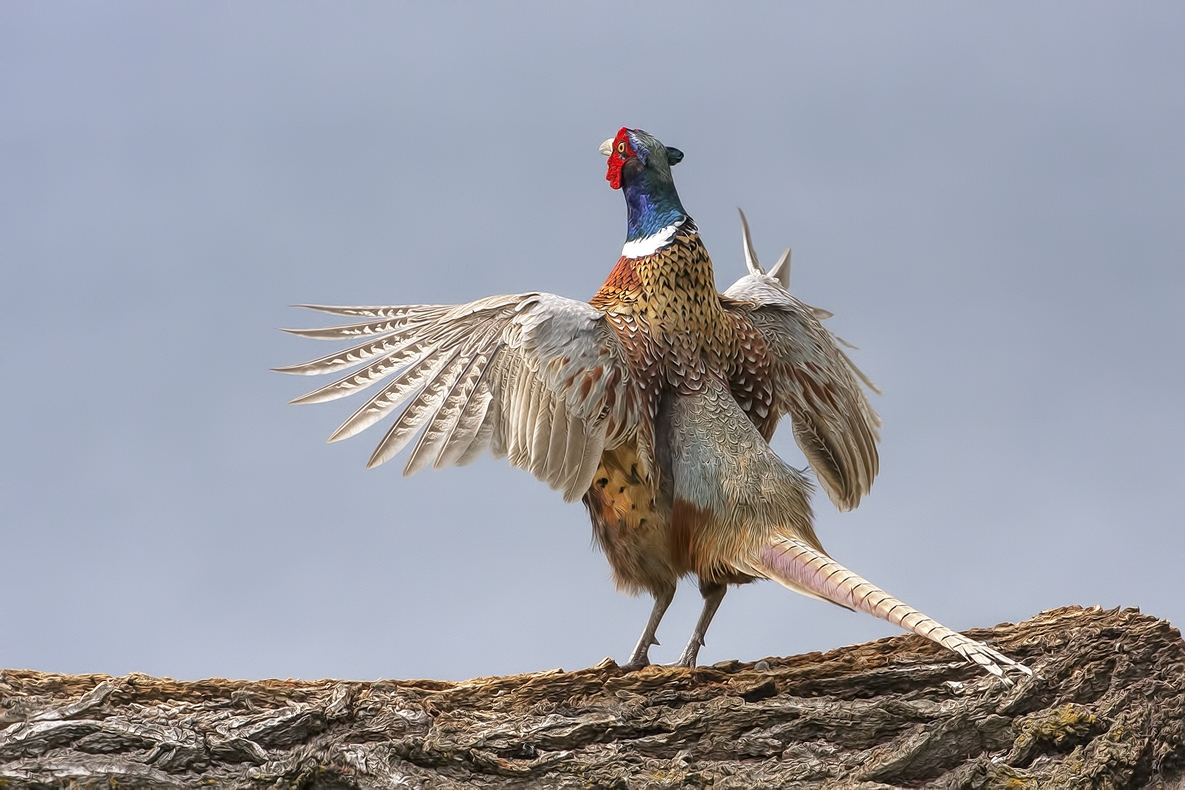 Ring-Necked Pheasant (Male), Bella Vista Road, Vernon, British Columbia