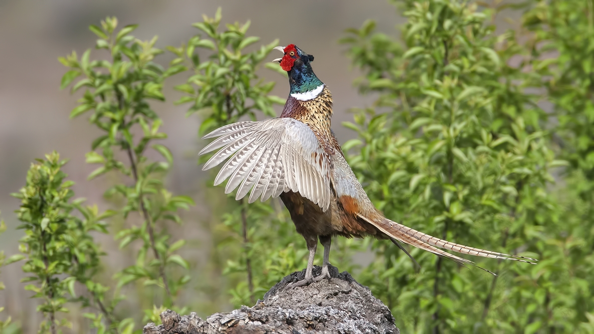 Ring-Necked Pheasant (Male), Bella Vista Road, Vernon, British Columbia