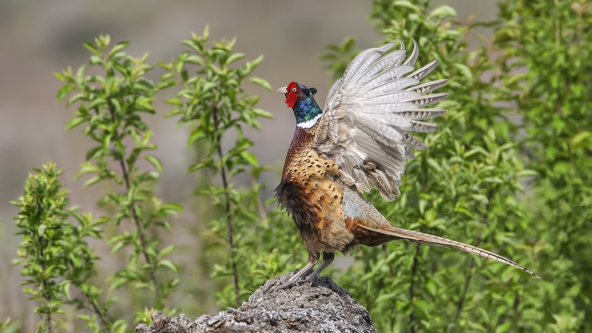 Ring-Necked Pheasant (Male), Bella Vista Road, Vernon, British Columbia