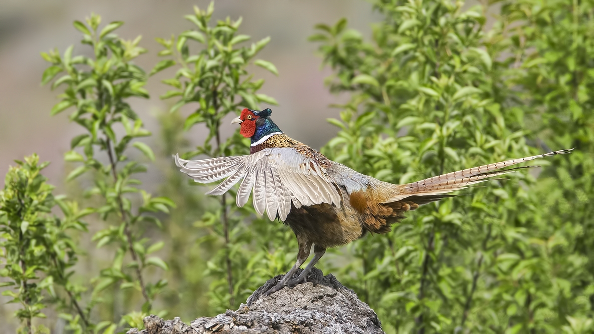 Ring-Necked Pheasant (Male), Bella Vista Road, Vernon, British Columbia