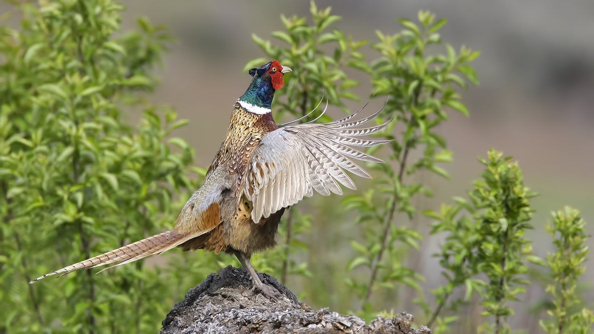 Ring-Necked Pheasant (Male), Bella Vista Road, Vernon, British Columbia