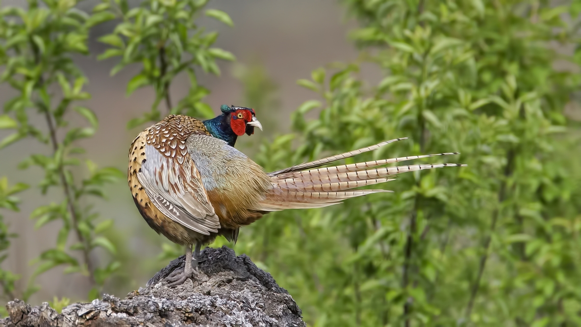 Ring-Necked Pheasant (Male), Bella Vista Road, Vernon, British Columbia