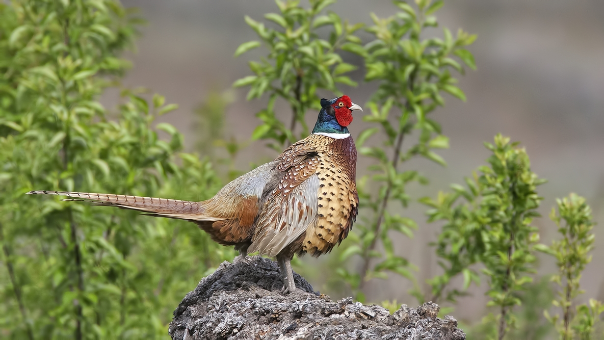 Ring-Necked Pheasant (Male), Bella Vista Road, Vernon, British Columbia