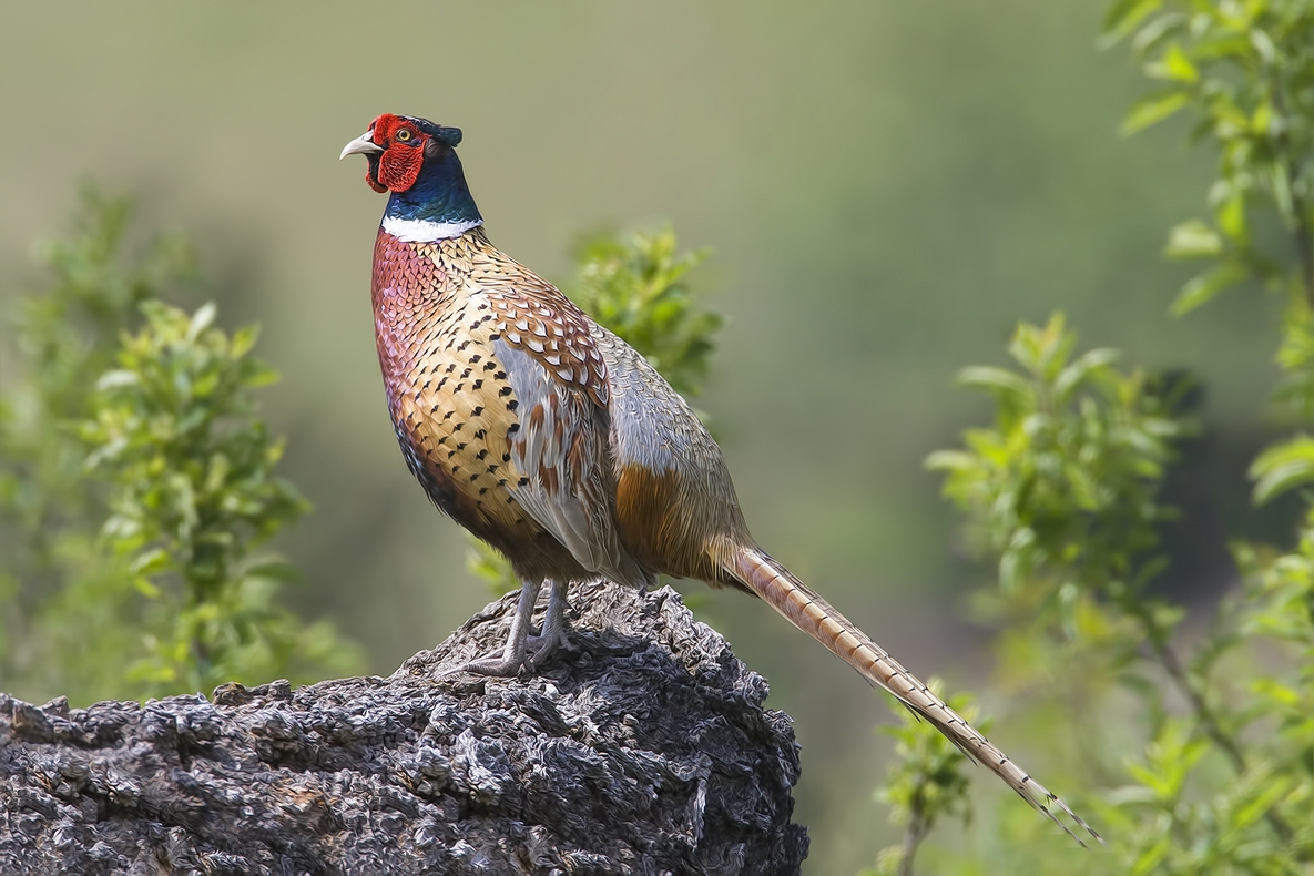 Ring-Necked Pheasant (Male), Bella Vista Road, Vernon, British Columbia