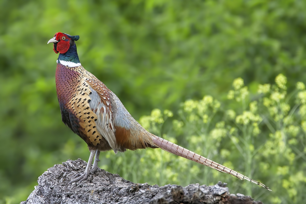 Ring-Necked Pheasant (Male), Bella Vista Road, Vernon, British Columbia