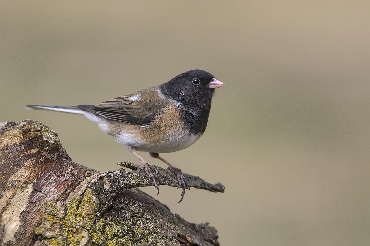 Dark-Eyed Junco (Male Oregon Variant), Bella Vista Road, Vernon, British Columbia