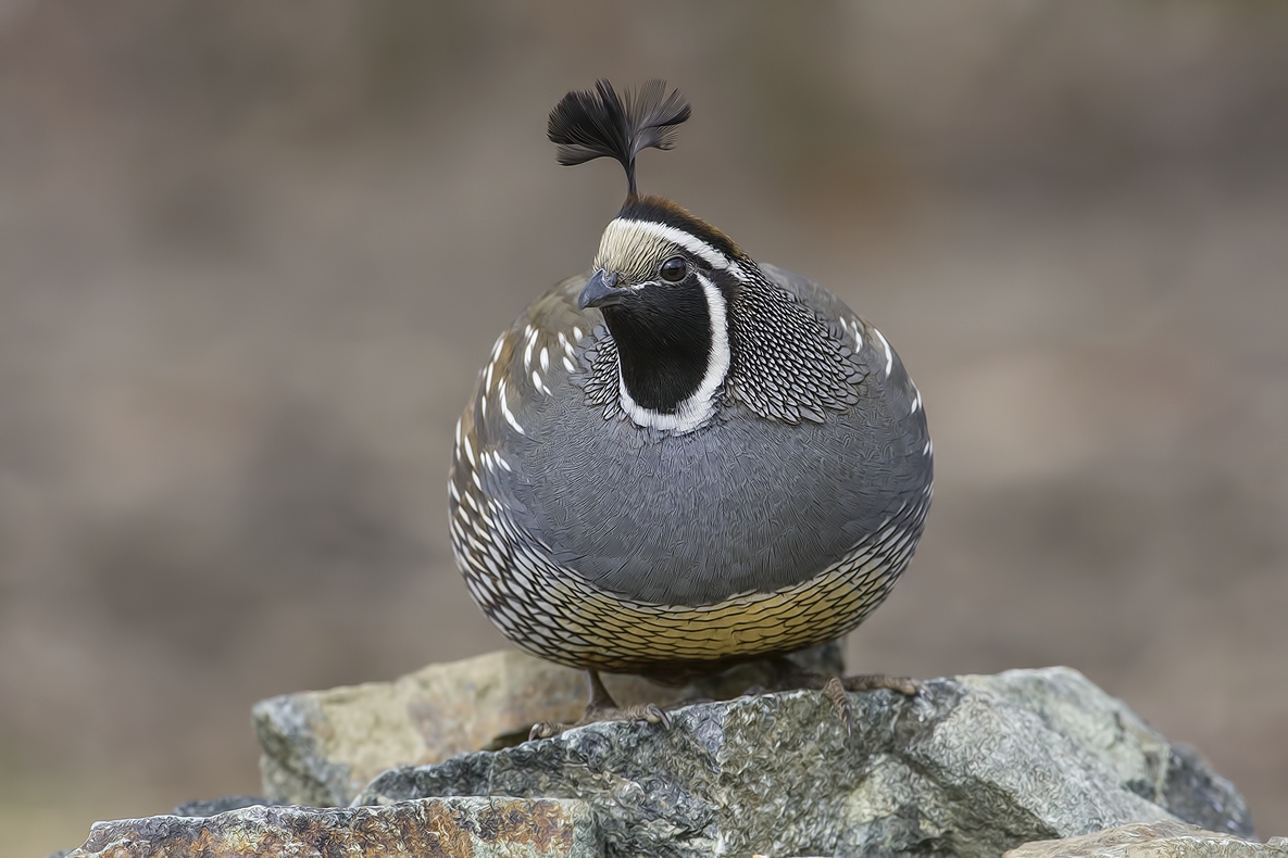 California Quail (Male), Bella Vista Road, Vernon, British Columbia