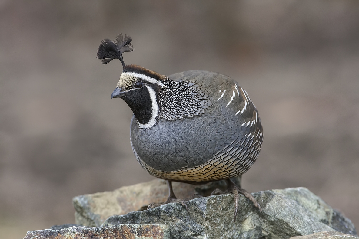 California Quail (Male), Bella Vista Road, Vernon, British Columbia