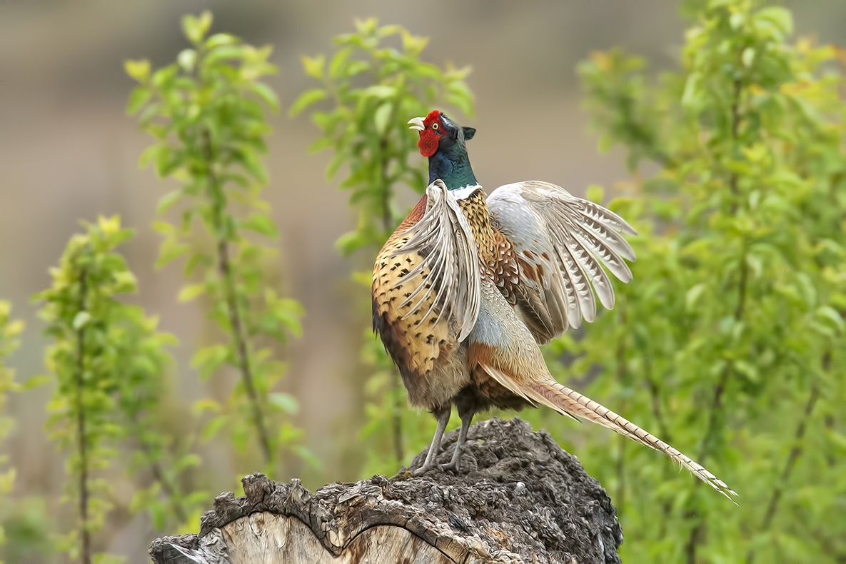 Ring-Necked Pheasant (Male), Bella Vista Road, Vernon, British Columbia