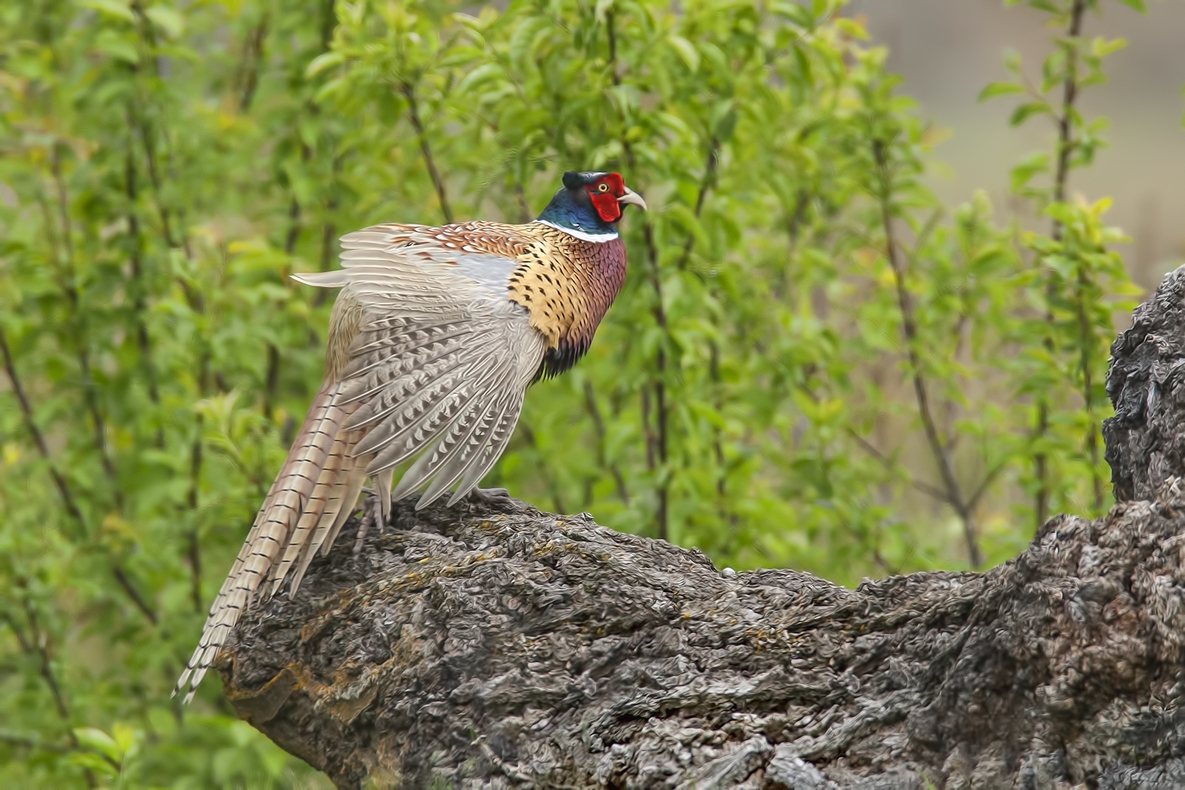 Ring-Necked Pheasant (Male), Bella Vista Road, Vernon, British Columbia