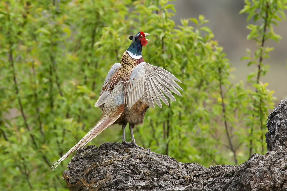 Ring-Necked Pheasant (Male), Bella Vista Road, Vernon, British Columbia