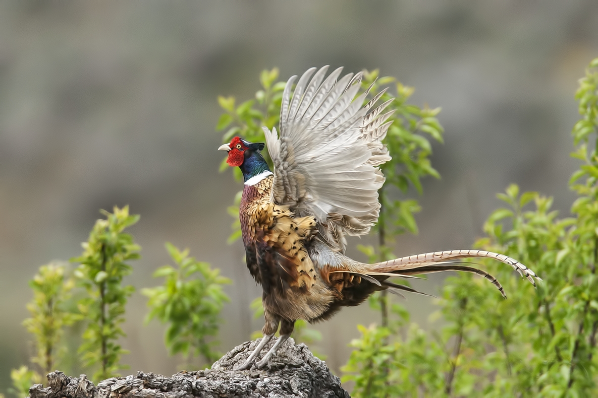 Ring-Necked Pheasant (Male), Bella Vista Road, Vernon, British Columbia