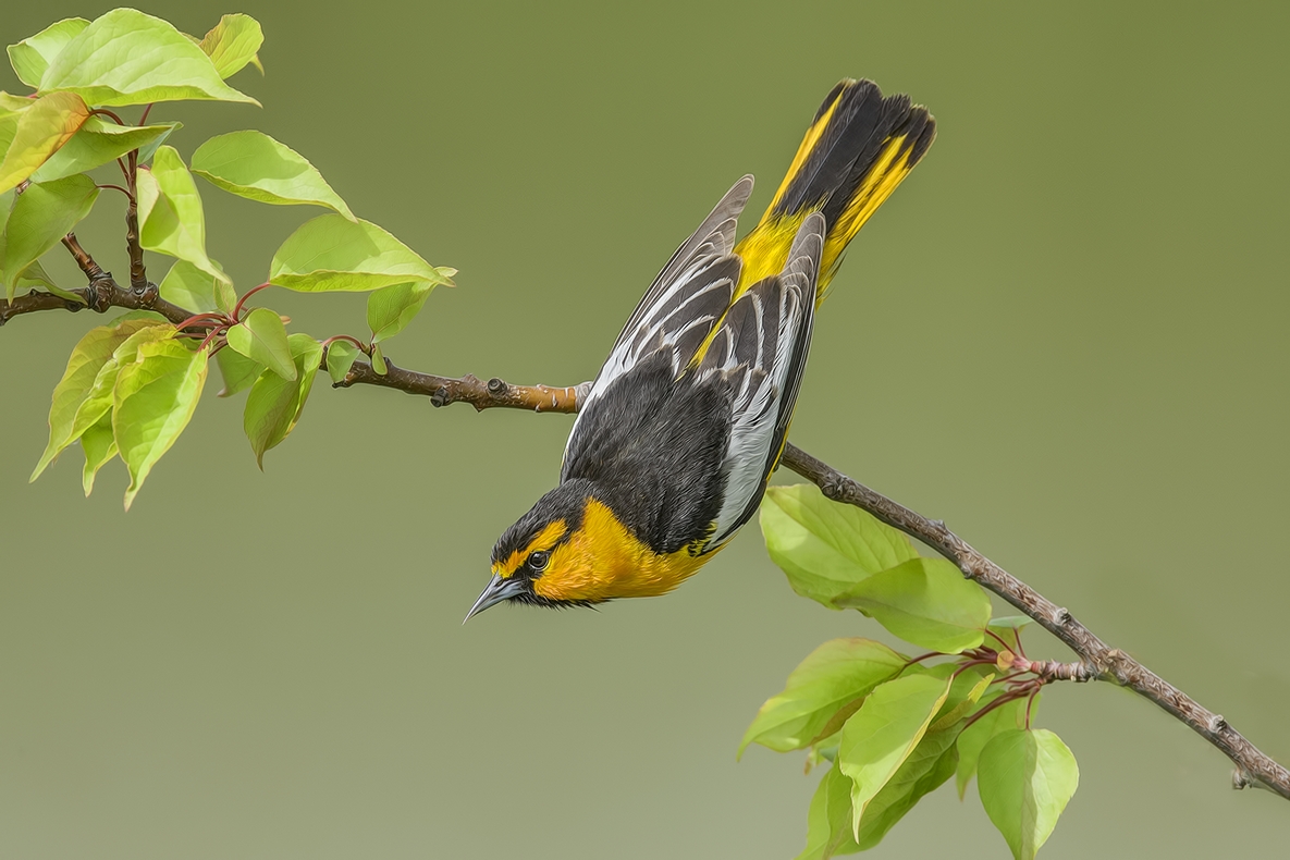 Bullock's Oriole, Bella Vista Road, Vernon, British Columbia