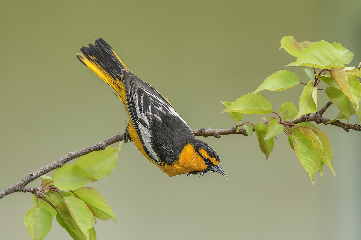 Bullock's Oriole, Bella Vista Road, Vernon, British Columbia