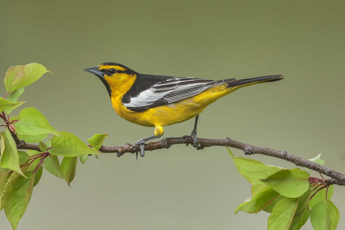 Bullock's Oriole, Bella Vista Road, Vernon, British Columbia