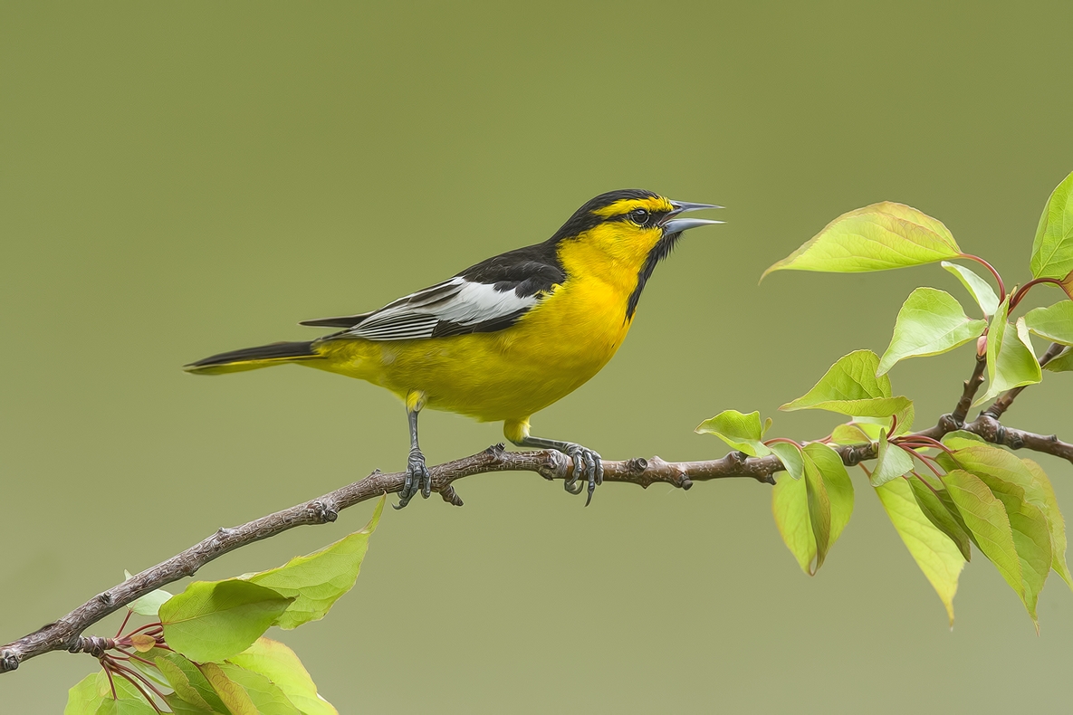 Bullock's Oriole, Bella Vista Road, Vernon, British Columbia